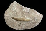 Fossil Plesiosaur (Zarafasaura) Tooth In Rock - Morocco #70308-1